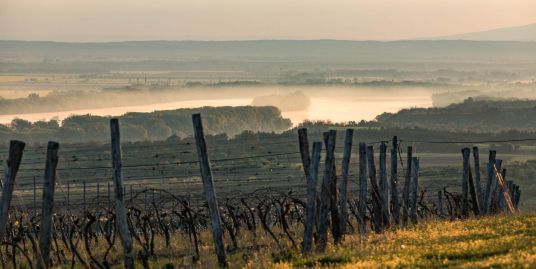 Boredukációs kampányt indít a Hilltop az Agrárminisztérium támogatásával
